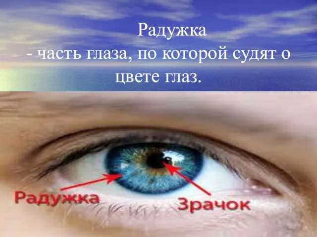 Радужка - часть глаза, по которой судят о цвете глаз.