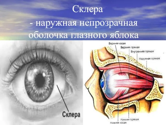 Склера - наружная непрозрачная оболочка глазного яблока