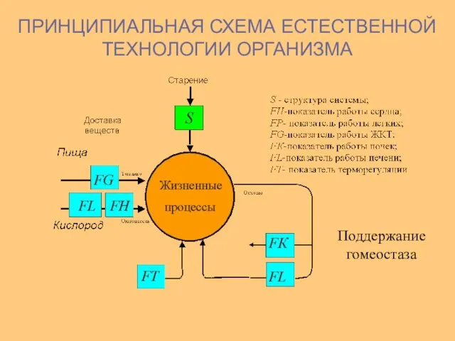 СТАЦИОНАРНОСТЬ ПРИНЦИПИАЛЬНАЯ СХЕМА ЕСТЕСТВЕННОЙ ТЕХНОЛОГИИ ОРГАНИЗМА Поддержание гомеостаза