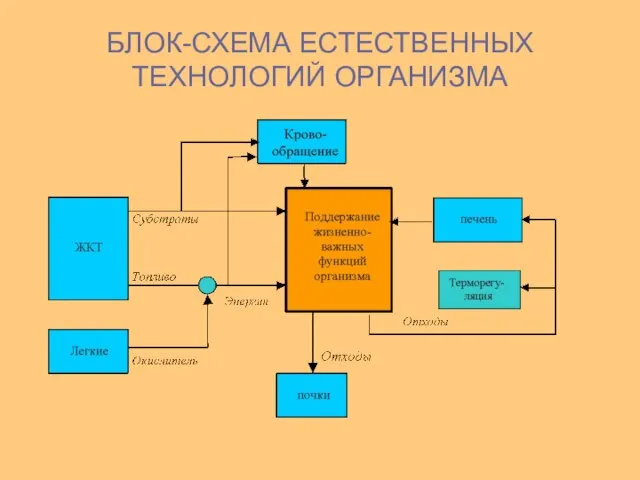 БЛОК-СХЕМА ЕСТЕСТВЕННЫХ ТЕХНОЛОГИЙ ОРГАНИЗМА