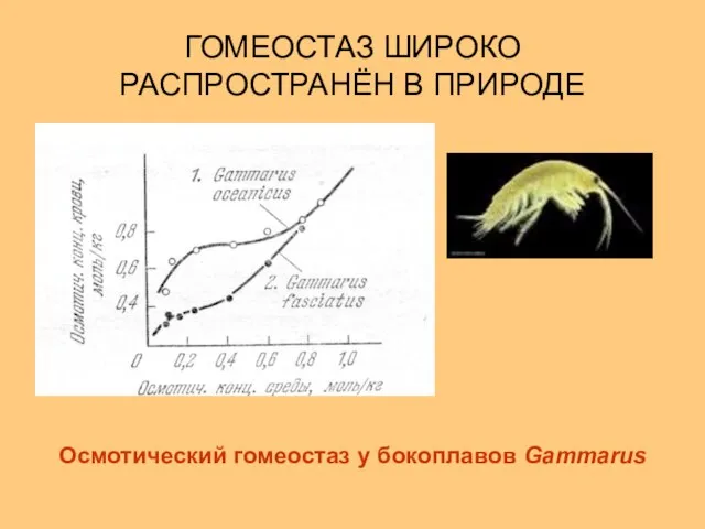 ГОМЕОСТАЗ ШИРОКО РАСПРОСТРАНЁН В ПРИРОДЕ Осмотический гомеостаз у бокоплавов Gammarus