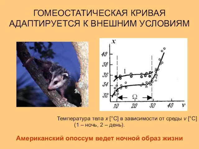 ГОМЕОСТАТИЧЕСКАЯ КРИВАЯ АДАПТИРУЕТСЯ К ВНЕШНИМ УСЛОВИЯМ Температура тела x [°C] в