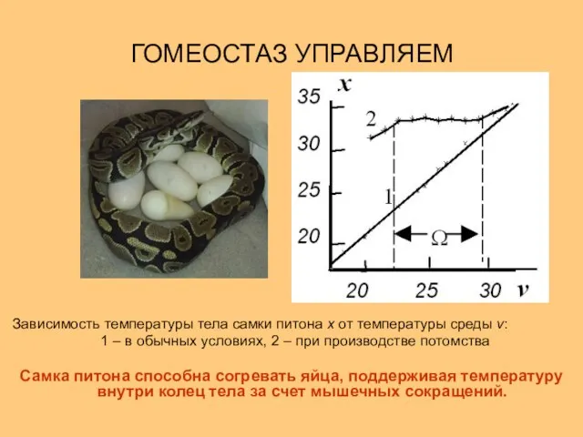 Зависимость температуры тела самки питона x от температуры среды v: 1