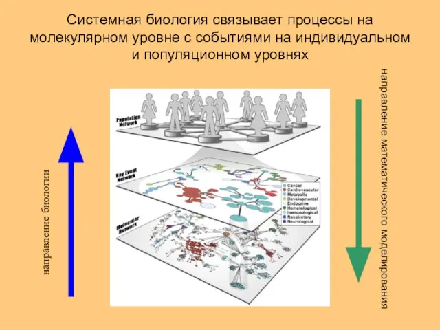 Системная биология связывает процессы на молекулярном уровне с событиями на индивидуальном