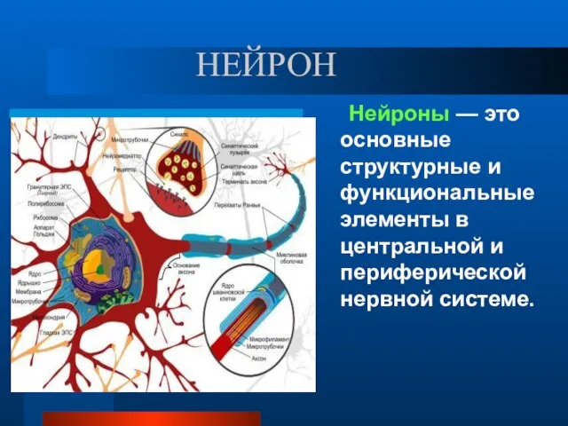 НЕЙРОН Нейроны — это основные структурные и функциональные элементы в центральной и периферической нервной системе.