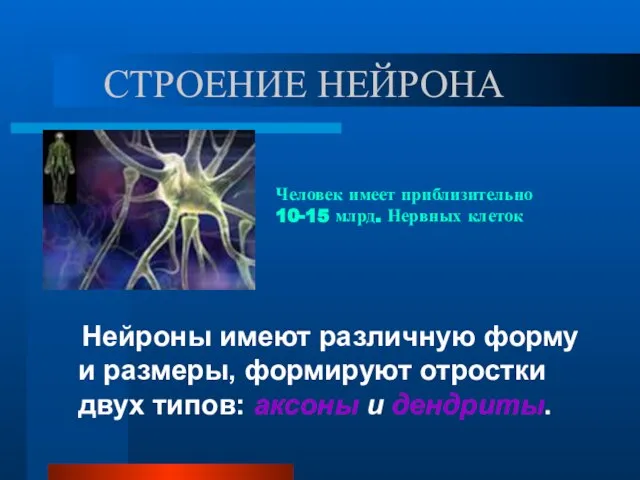 СТРОЕНИЕ НЕЙРОНА Нейроны имеют различную форму и размеры, формируют отростки двух