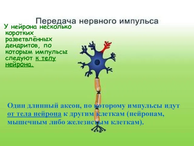 У нейрона несколько коротких разветвлённых дендритов, по которым импульсы следуют к