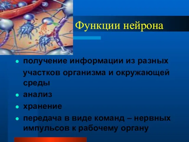 Функции нейрона получение информации из разных участков организма и окружающей среды