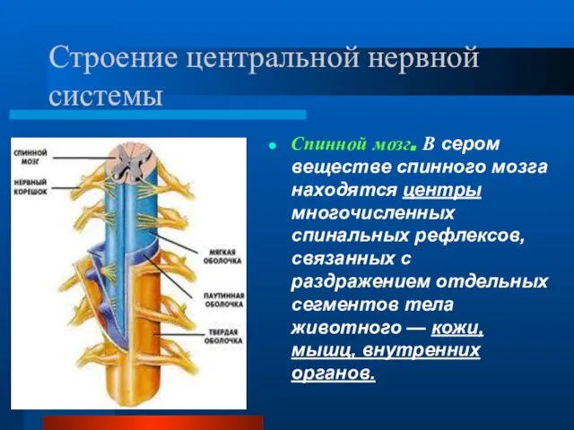 Строение центральной нервной системы Спинной мозг. В сером веществе спинного мозга