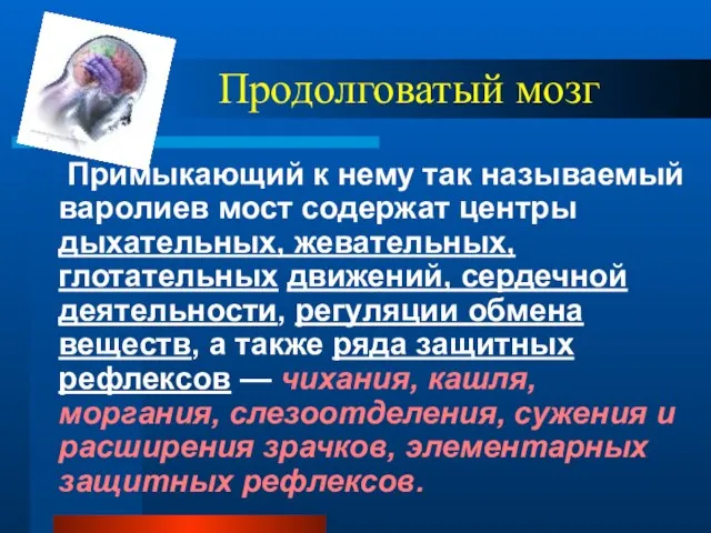 Продолговатый мозг Примыкающий к нему так называемый варолиев мост содержат центры