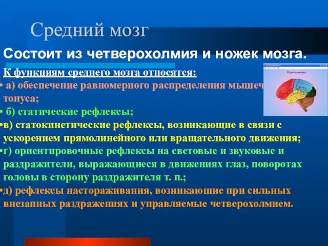 Средний мозг Состоит из четверохолмия и ножек мозга. К функциям среднего