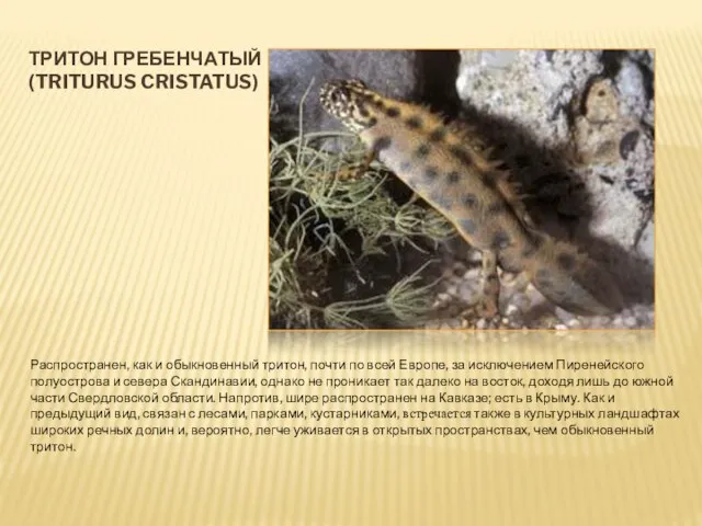 ТРИТОН ГРЕБЕНЧАТЫЙ (TRITURUS CRISTATUS) Распространен, как и обыкновенный тритон, почти по