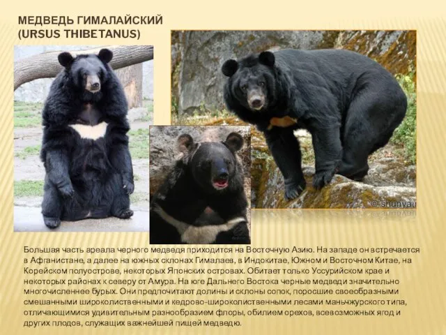 МЕДВЕДЬ ГИМАЛАЙСКИЙ (URSUS THIBETANUS) Большая часть ареала черного медведя приходится на