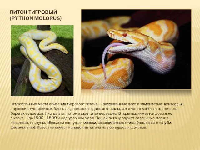 ПИТОН ТИГРОВЫЙ (PYTHON MOLORUS) Излюбленные места обитания тигрового питона — разреженные