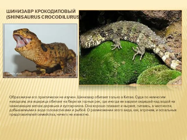 ШИНИЗАВР КРОКОДИЛОВЫЙ (SHINISAURUS CROCODILURUS) Образ жизни его практически не изучен. Шинизавр