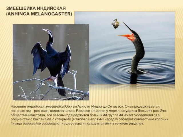 ЗМЕЕШЕЙКА ИНДИЙСКАЯ (ANHINGA MELANOGASTER) Населяет индийская змеешейка Южную Азию от Индии