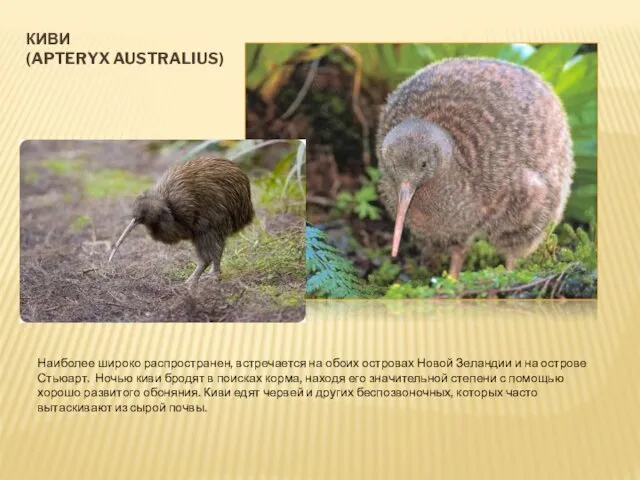 КИВИ (APTERYX AUSTRALIUS) Наиболее широко распространен, встречается на обоих островах Новой