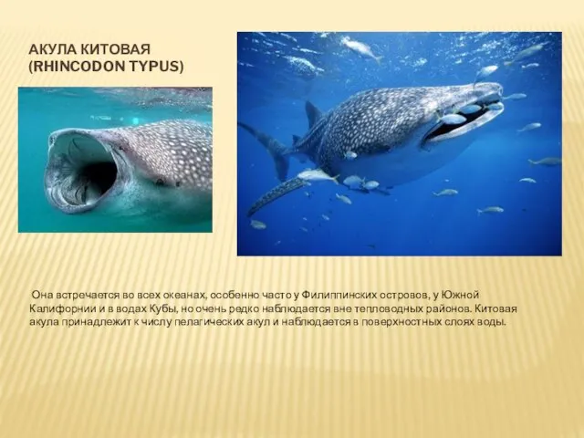 АКУЛА КИТОВАЯ (RHINCODON TYPUS) Она встречается во всех океанах, особенно часто