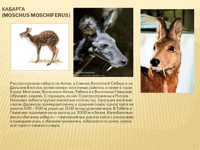 КАБАРГА (MOSCHUS MOSCHIFERUS) Распространена кабарга на Алтае, в Саянах, Восточной Сибири