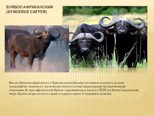 БУЙВОЛ АФРИКАНСКИЙ (SYNCERUS CAFFER) Места обитания африканского буйвола разнообразны: его можно