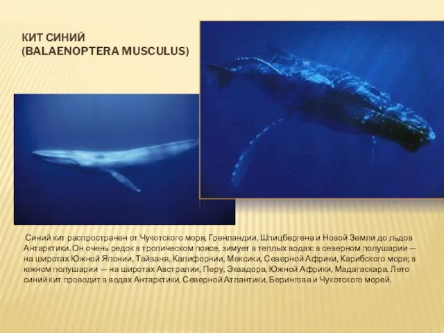 КИТ СИНИЙ (BALAENOPTERA MUSCULUS) Синий кит распространен от Чукотского моря, Гренландии,