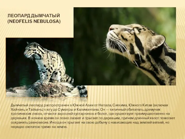 ЛЕОПАРД ДЫМЧАТЫЙ (NEOFELIS NEBULOSA) Дымчатый леопард распространен в Южной Азии от