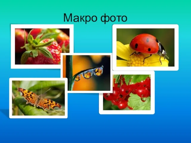 Макро фото