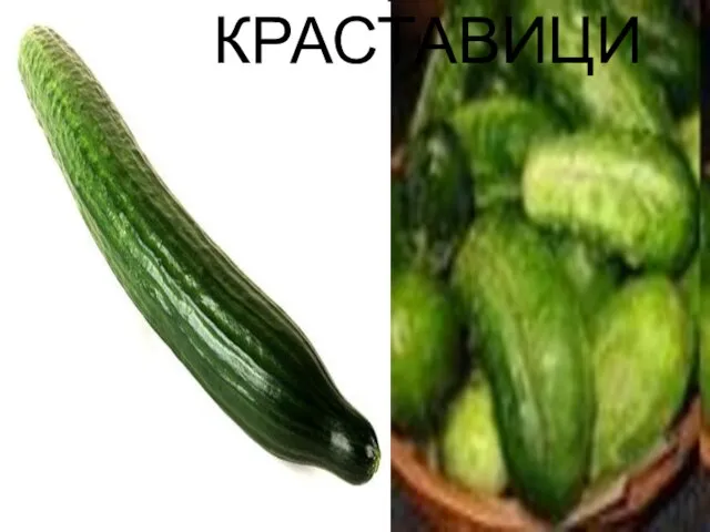 КРАСТАВИЦИ КРАСТАВИЦИ