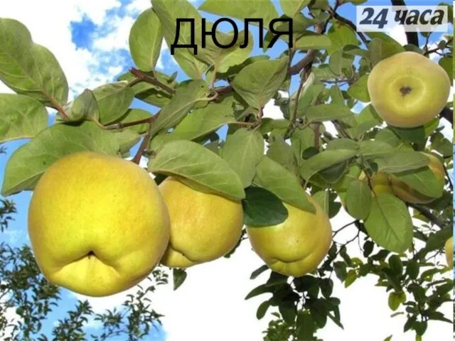 ДЮЛЯ ДЮЛЯ