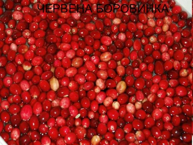 ЧЕРВЕНА БОРОВИНКА ЧЕРВЕНА БОРОВИНКА