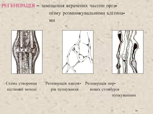 РЕГЕНЕРАЦІЯ – заміщення втрачених частин орга- нізму розмножувальними клітина- ми Схема