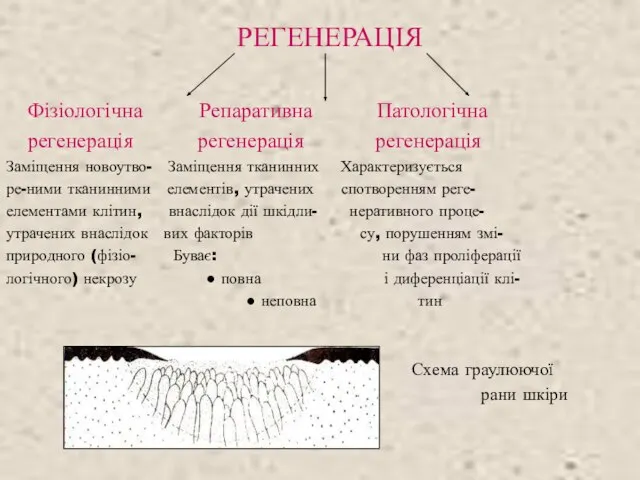 РЕГЕНЕРАЦІЯ Фізіологічна Репаративна Патологічна регенерація регенерація регенерація Заміщення новоутво- Заміщення тканинних