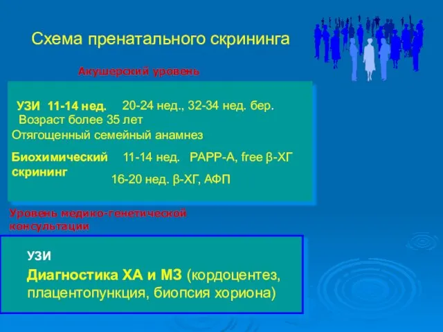 Схема пренатального скрининга УЗИ 11-14 нед. 20-24 нед., 32-34 нед. бер.