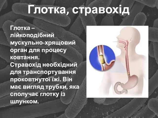 Глотка, стравохід Глотка – лійкоподібний мускульно-хрящовий орган для процесу ковтання. Стравохід