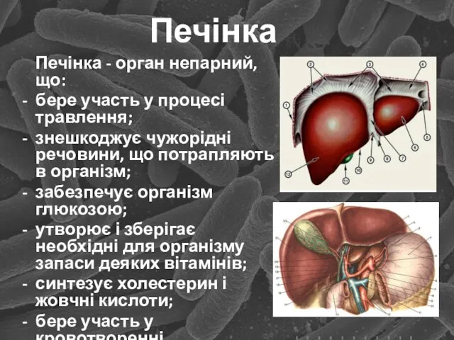 Печінка Печінка - орган непарний, що: бере участь у процесі травлення;