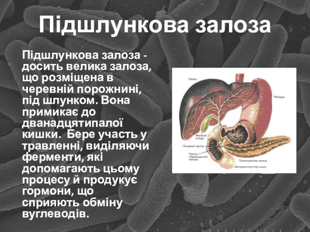 Підшлункова залоза Підшлункова залоза - досить велика залоза, що розміщена в