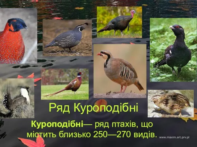 Ряд Куроподібні Куроподібні— ряд птахів, що містить близько 250—270 видів.