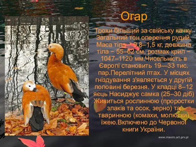 Огар Трохи більший за свійську качку. Загальний тон оперення рудий. Маса