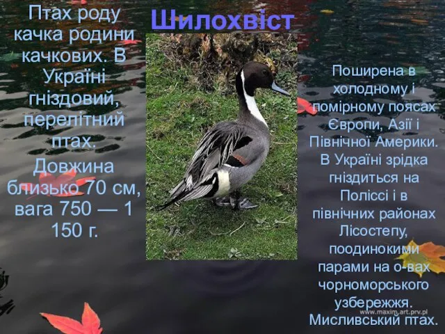 Шилохвіст Птах роду качка родини качкових. В Україні гніздовий, перелітний птах.