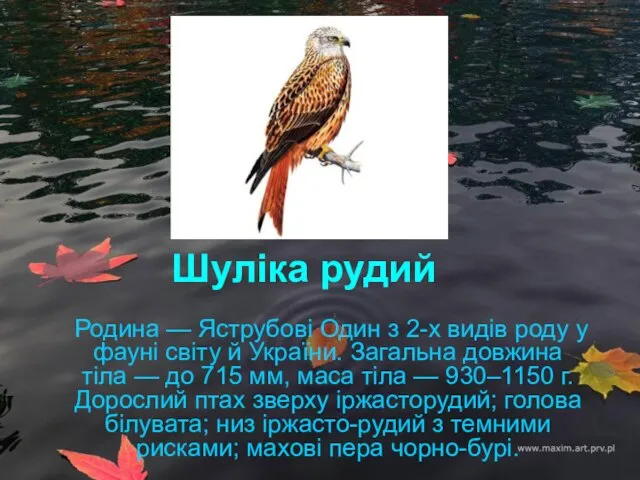 Шуліка рудий Родина — Яструбові Один з 2-х видів роду у