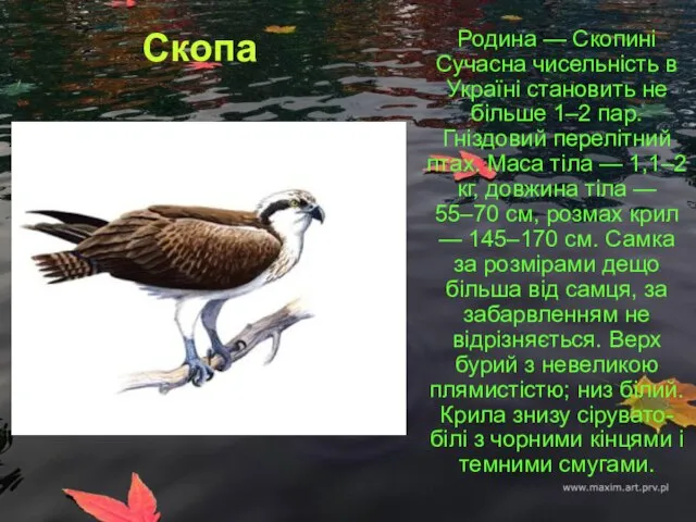 Скопа Родина — Скопині Сучасна чисельність в Україні становить не більше