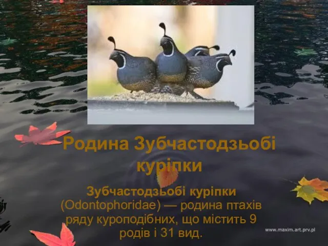 Родина Зубчастодзьобі куріпки Зубчастодзьобі куріпки (Odontophoridae) — родина птахів ряду куроподібних,