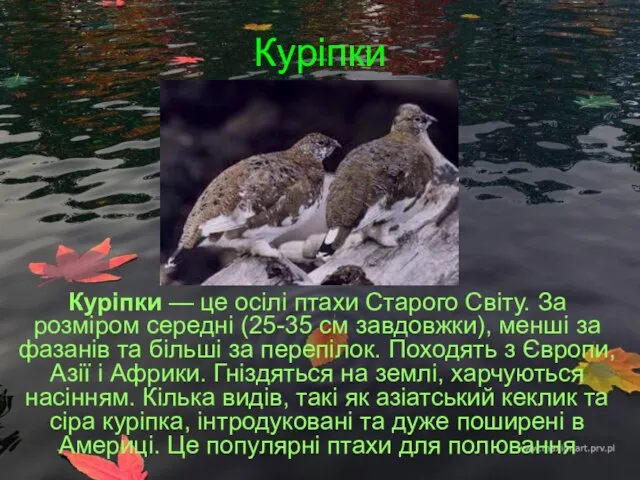 Куріпки Куріпки — це осілі птахи Старого Cвіту. За розміром середні