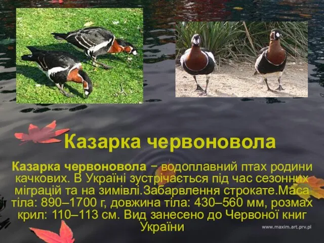 Казарка червоновола Казарка червоновола − водоплавний птах родини качкових. В Україні