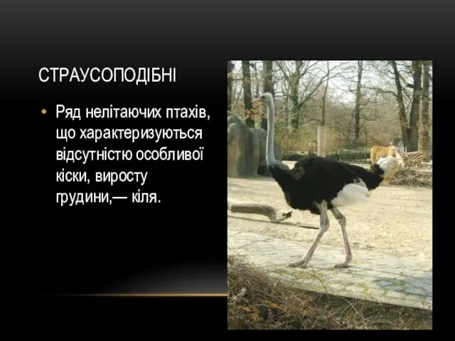 СТРАУСОПОДІБНІ Ряд нелітаючих птахів,що характеризуються відсутністю особливої кіски, виросту грудини,— кіля.