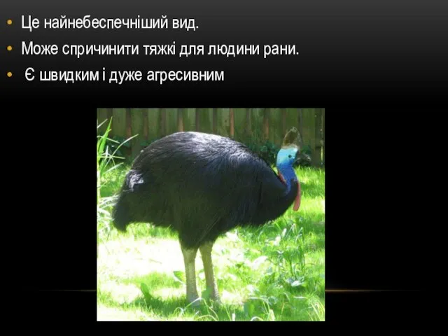 Це найнебеспечніший вид. Може спричинити тяжкі для людини рани. Є швидким і дуже агресивним