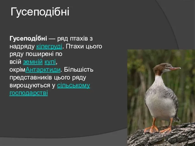 Гусеподібні Гусеподі́бні — ряд птахів з надряду кілегруді. Птахи цього ряду