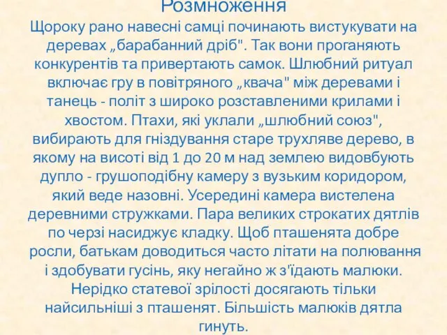 Розмноження Щороку рано навесні самці починають вистукувати на деревах „барабанний дріб".