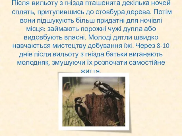 Після вильоту з гнізда пташенята декілька ночей сплять, притулившись до стовбура