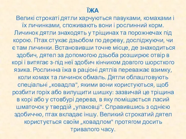 ЇЖА Великі строкаті дятли харчуються павуками, комахами і їх личинками, споживають